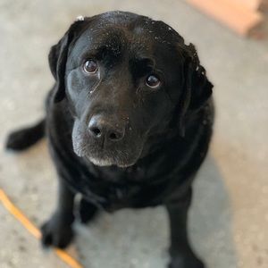 Meet your Posher, Holden